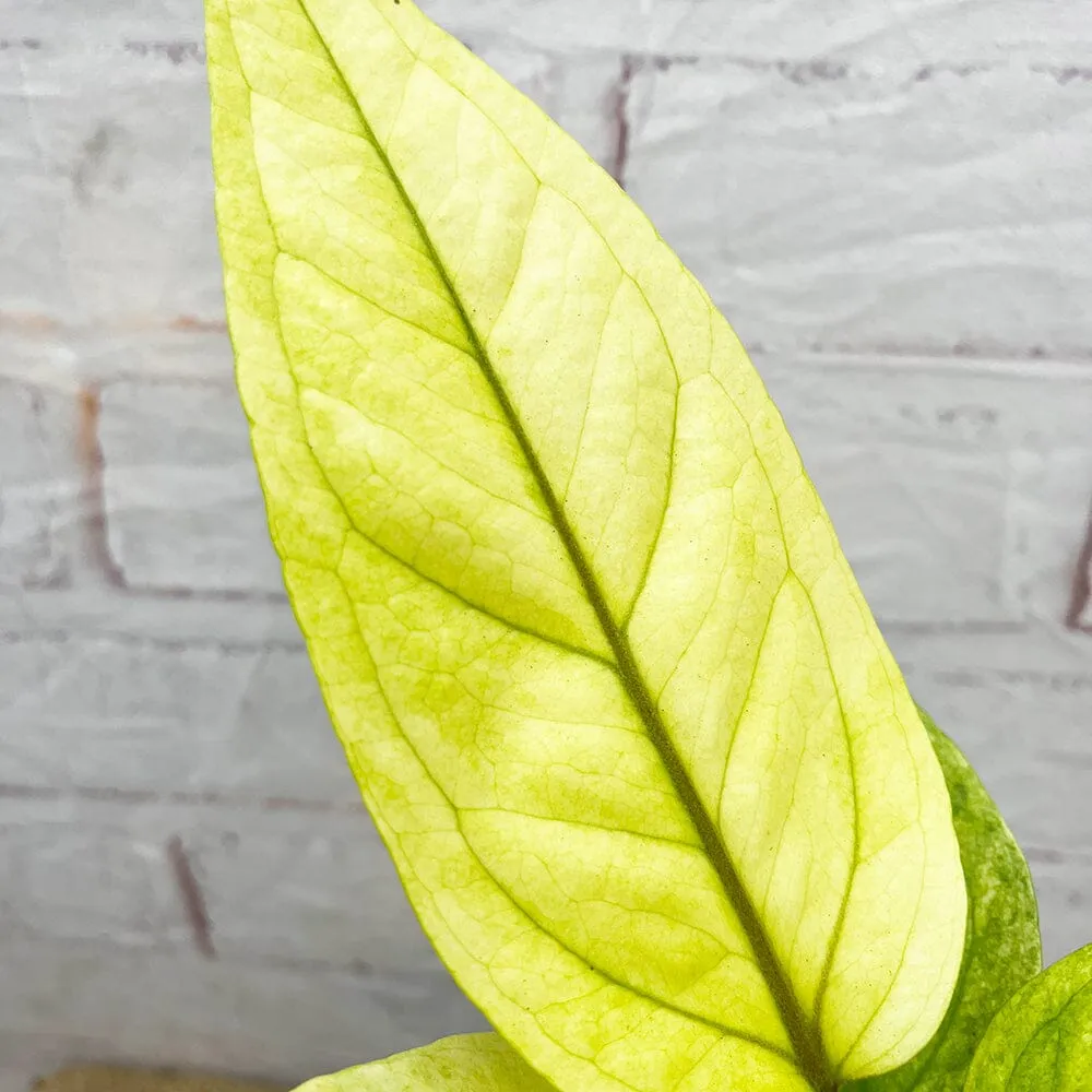 20 - 30cm Anthurium Hookeri Variegated Birds Nest Variegata 12cm Pot