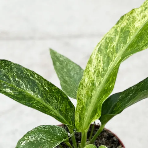 20 - 30cm Anthurium Hookeri Variegated Birds Nest Variegata 12cm Pot