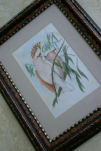 21,5"X 17” 1955 GOULD  PINK COCKATOO BIRD FOLIO LITHOGRAPH FRAMED IN SIGNED DETAILED ARTIST HAND PAINTED FRAME AND MAT TO ENHANCE THE ART WITHIN GORGEOUS DFPN80A DESIGNER WALL ART DÉCOR