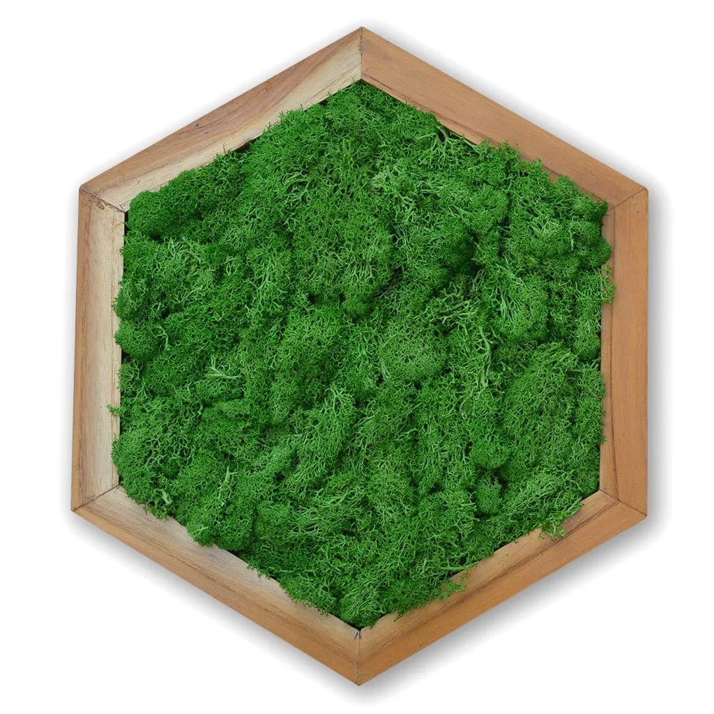 A Morass Hexad Preserved Moss Frame with Light Wood