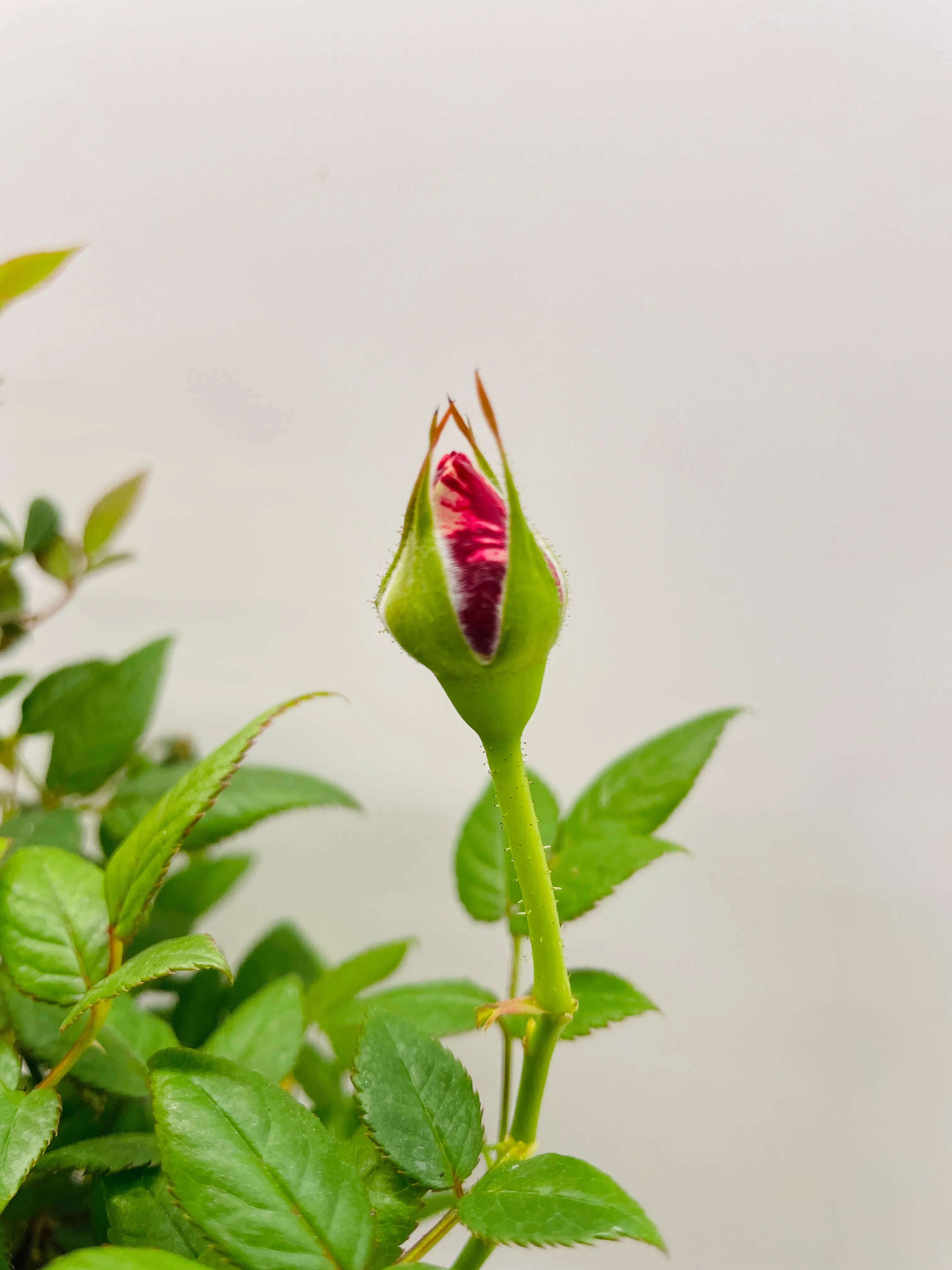 Bumble Plants Variegated Hybrid Miniature Tea Rose Flowers