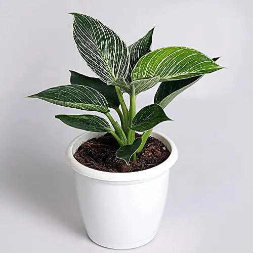 CAPPL Exotic Philodendron Birkin (White) Rare Imported Natural Live Indoor Plant With Flower Pot For Home, Garden, Décor and Any room