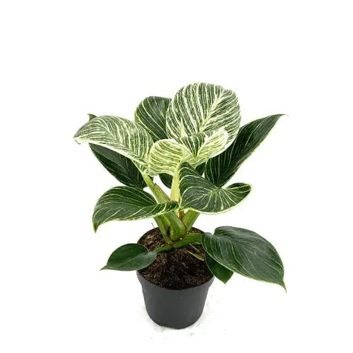 CAPPL Exotic Philodendron Birkin (White) Rare Imported Natural Live Indoor Plant With Flower Pot For Home, Garden, Décor and Any room