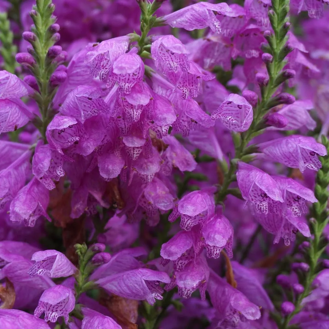 Correll's Obedient Plant - Physostegia correllii