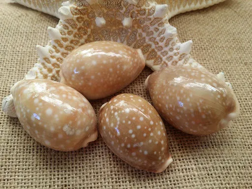 Deer Cowry Shell