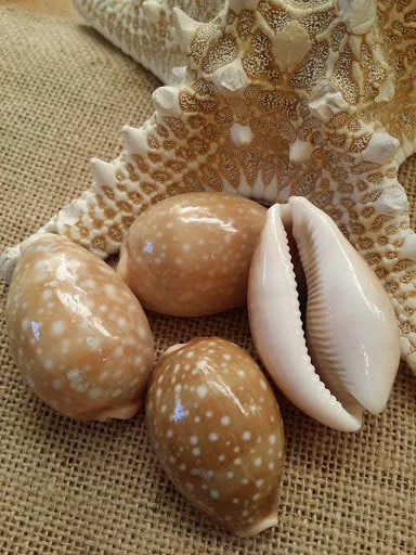 Deer Cowry Shell