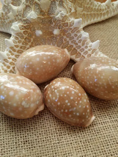 Deer Cowry Shell