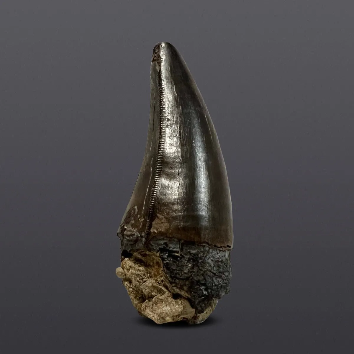 Fine Tyrannosaurus rex Tooth - 3.35 inches