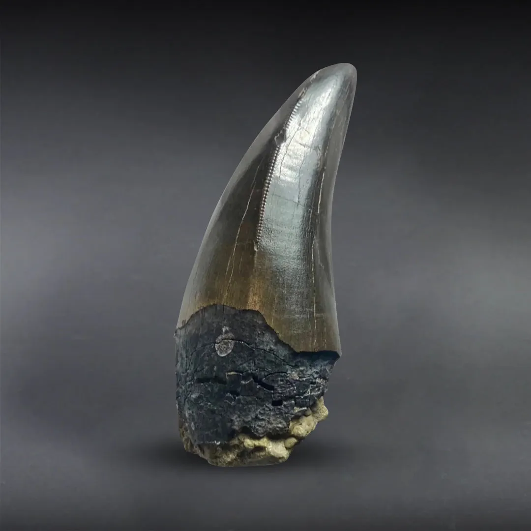 Fine Tyrannosaurus rex Tooth - 3.35 inches