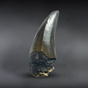 Fine Tyrannosaurus rex Tooth - 3.35 inches