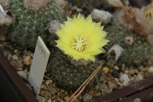 Frailea parviflora - Exotic Cacti - Succulent - 10 Seeds