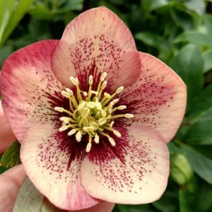 Helleborus Sandy Shores