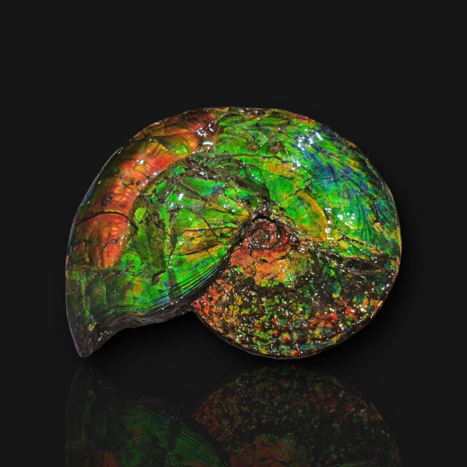 Iridescent Canadian Ammonite, 14.75"