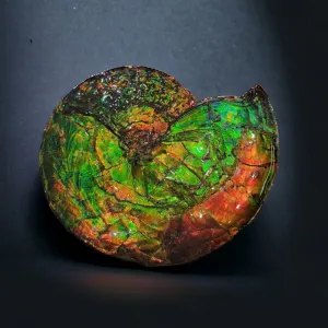 Iridescent Canadian Ammonite, 14.75"