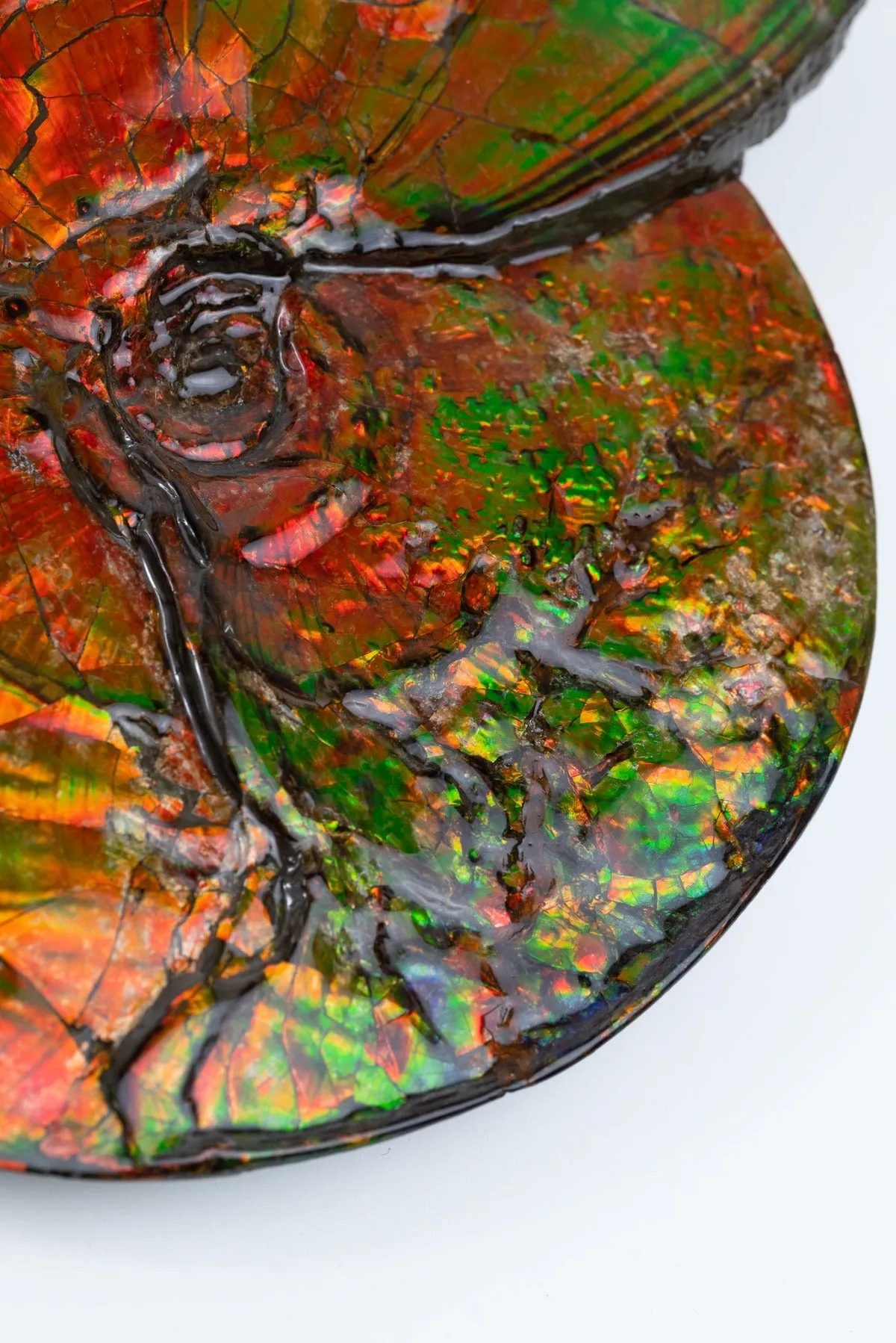 Iridescent Canadian Ammonite, 14.75"