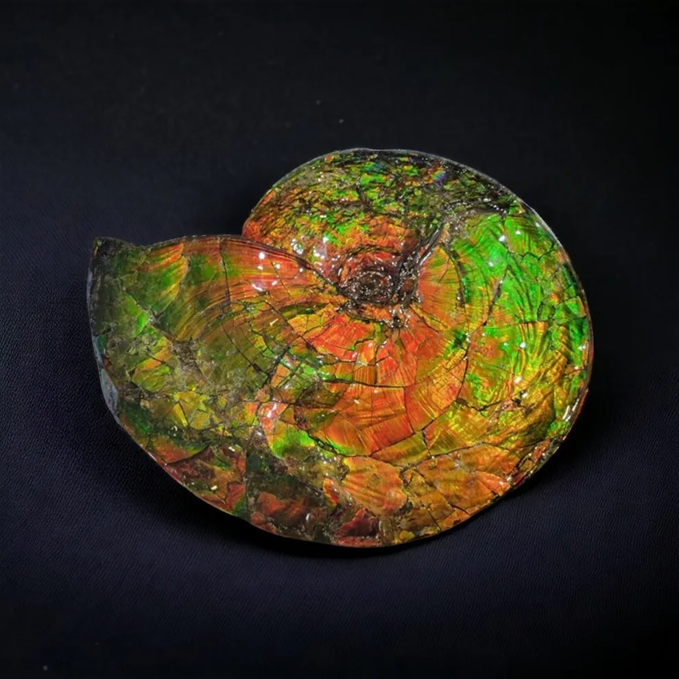 Iridescent Canadian Ammonite, 14.75"