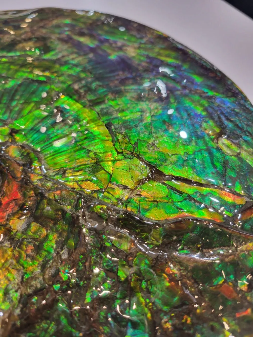 Iridescent Canadian Ammonite, 14.75"