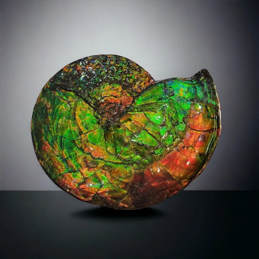 Iridescent Canadian Ammonite, 14.75"