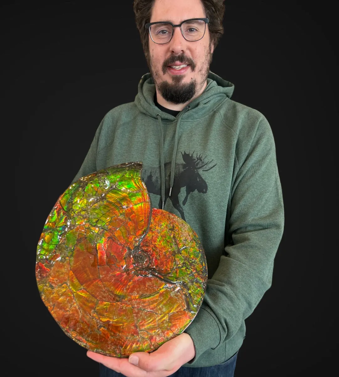 Iridescent Canadian Ammonite, 14.75"