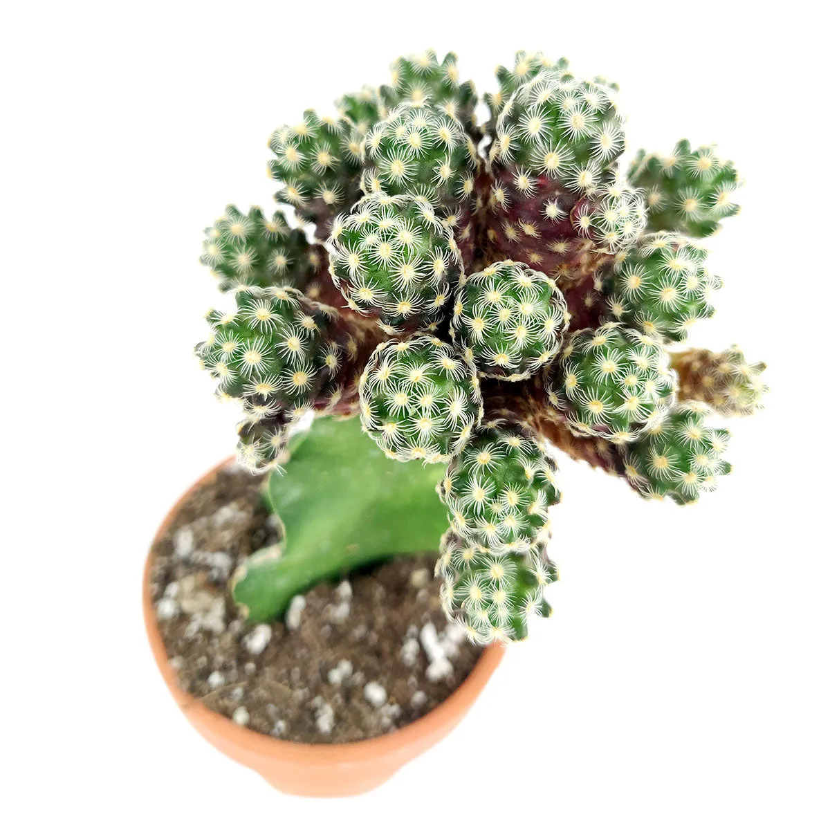 Mammillaria Haudeana Cactus