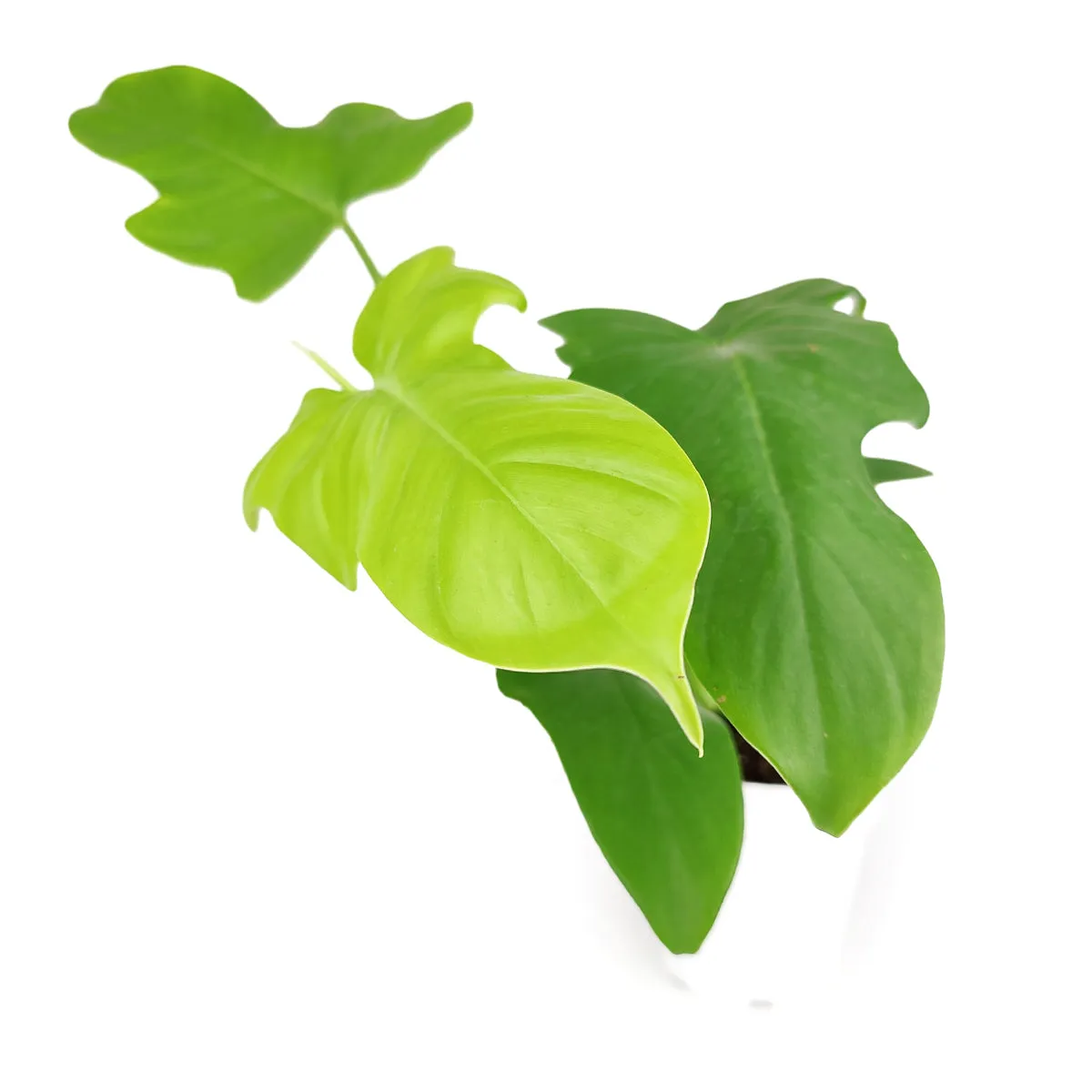 Philodendron Aurea 'Golden Violin'