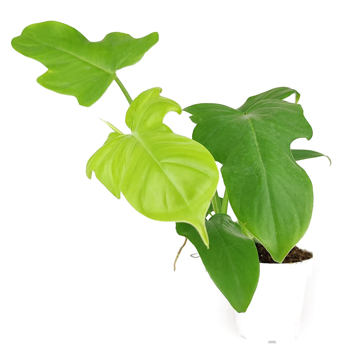 Philodendron Aurea 'Golden Violin'