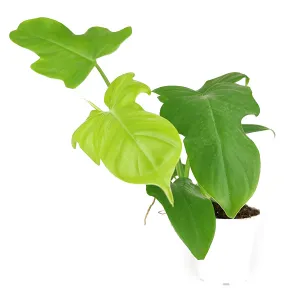 Philodendron Aurea 'Golden Violin'