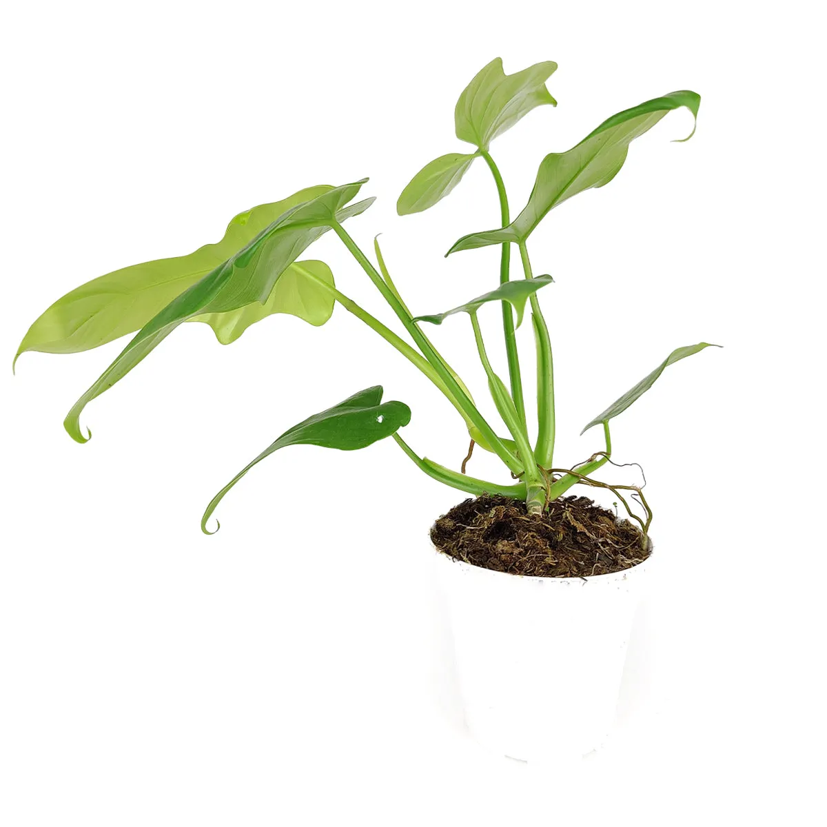 Philodendron Aurea 'Golden Violin'