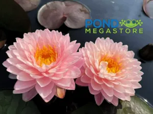 Puttan, NEW Pink Hardy Water Lily