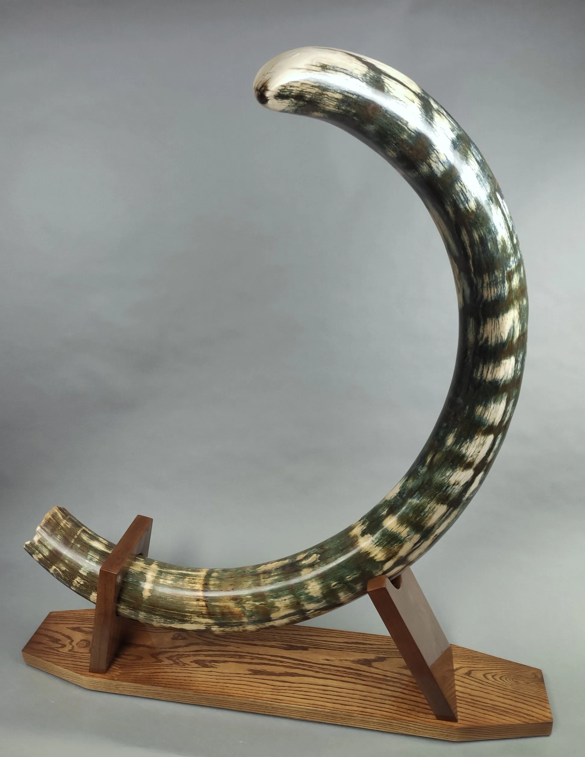 Rare Blue Mammoth Tusk, 8'2"