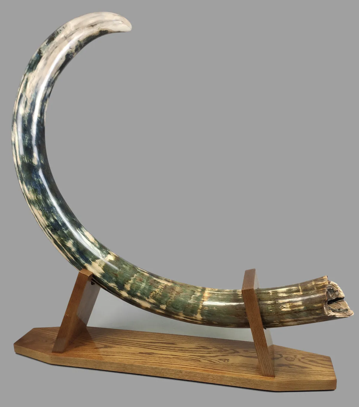 Rare Blue Mammoth Tusk, 8'2"