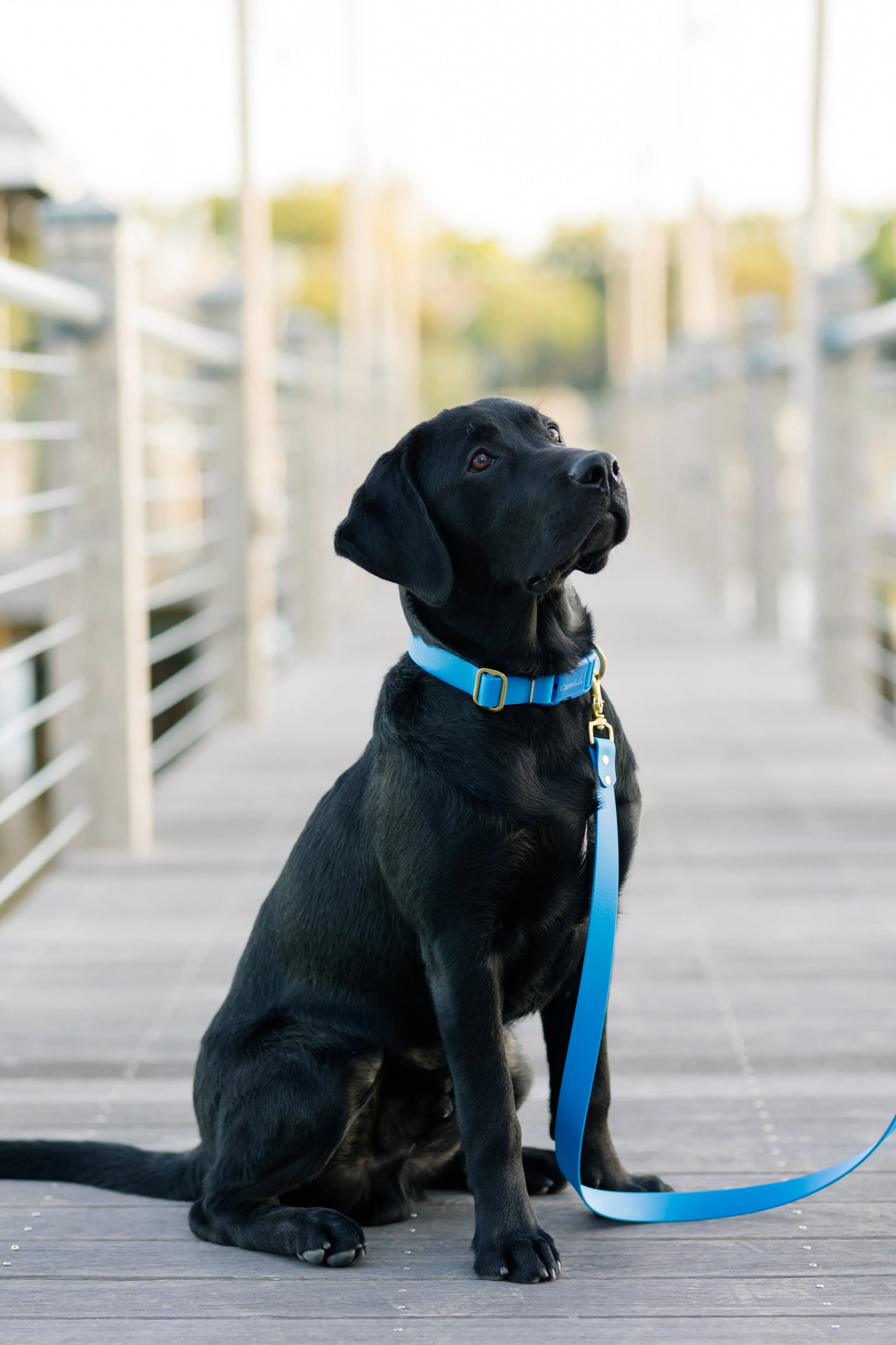 Surf Biothane 5' Leash