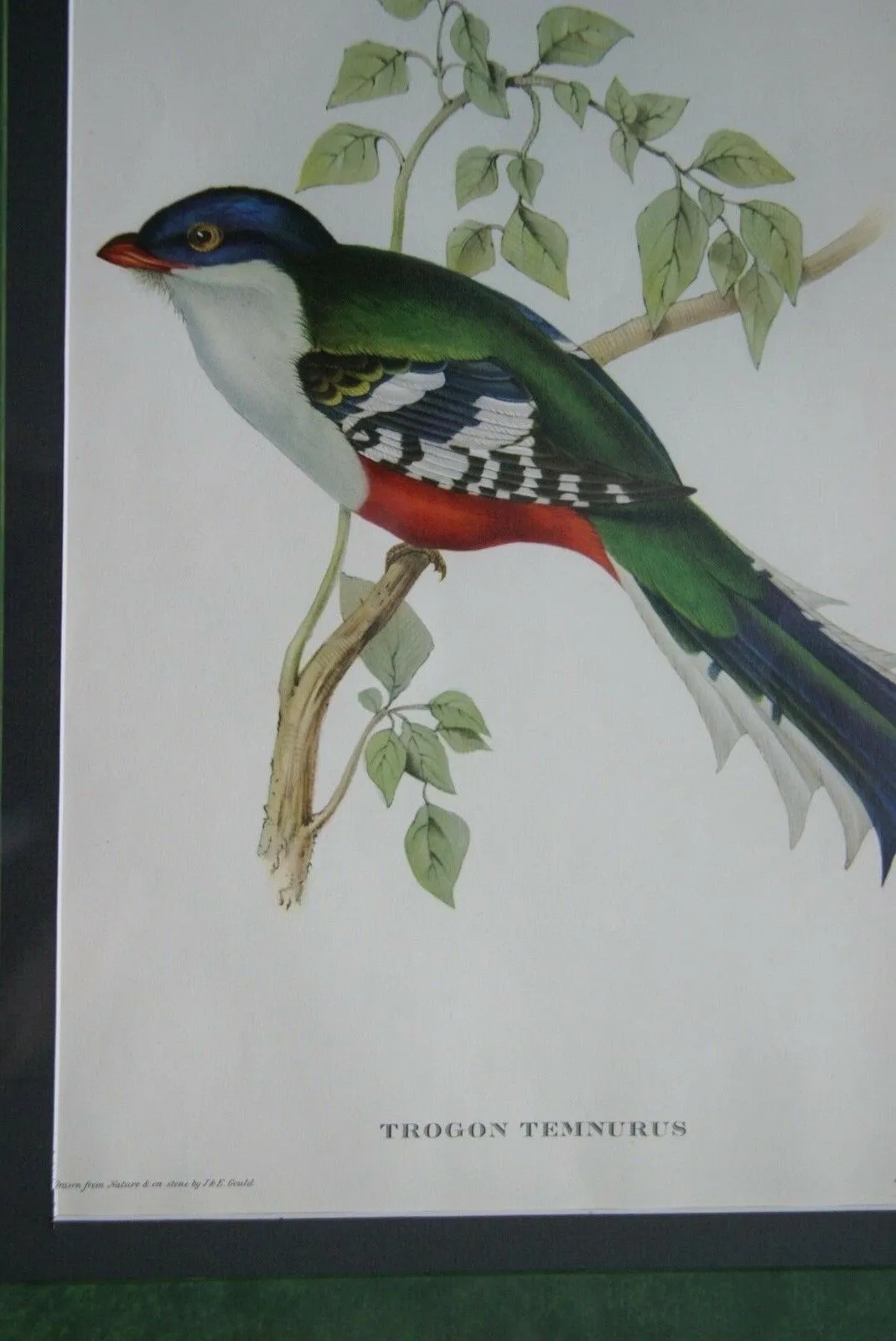 UNIQUE 23"X18.5" 1955 GOULD TROGON TEMNUTUS BIRD FOLIO LITHOGRAPH FRAMED IN SIGNED ARTIST HAND PAINTED FRAME WITH 2 MATS, 1 MAT ALSO HAND PAINTED TO ENHANCE THE ART DFPN83