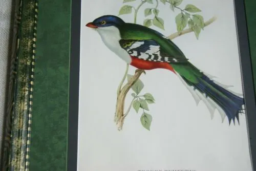 UNIQUE 23"X18.5" 1955 GOULD TROGON TEMNUTUS BIRD FOLIO LITHOGRAPH FRAMED IN SIGNED ARTIST HAND PAINTED FRAME WITH 2 MATS, 1 MAT ALSO HAND PAINTED TO ENHANCE THE ART DFPN83