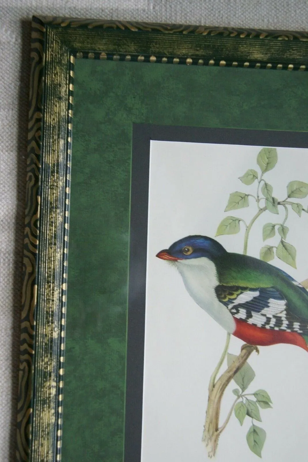 UNIQUE 23"X18.5" 1955 GOULD TROGON TEMNUTUS BIRD FOLIO LITHOGRAPH FRAMED IN SIGNED ARTIST HAND PAINTED FRAME WITH 2 MATS, 1 MAT ALSO HAND PAINTED TO ENHANCE THE ART DFPN83