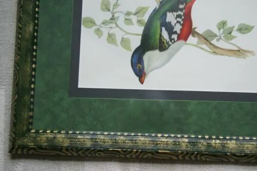 UNIQUE 23"X18.5" 1955 GOULD TROGON TEMNUTUS BIRD FOLIO LITHOGRAPH FRAMED IN SIGNED ARTIST HAND PAINTED FRAME WITH 2 MATS, 1 MAT ALSO HAND PAINTED TO ENHANCE THE ART DFPN83