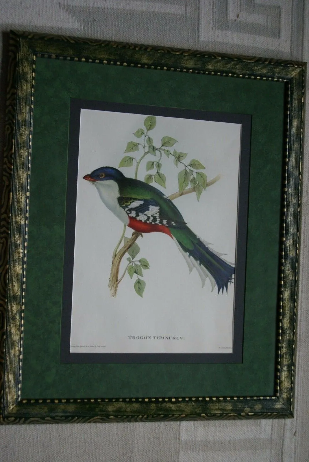 UNIQUE 23"X18.5" 1955 GOULD TROGON TEMNUTUS BIRD FOLIO LITHOGRAPH FRAMED IN SIGNED ARTIST HAND PAINTED FRAME WITH 2 MATS, 1 MAT ALSO HAND PAINTED TO ENHANCE THE ART DFPN83