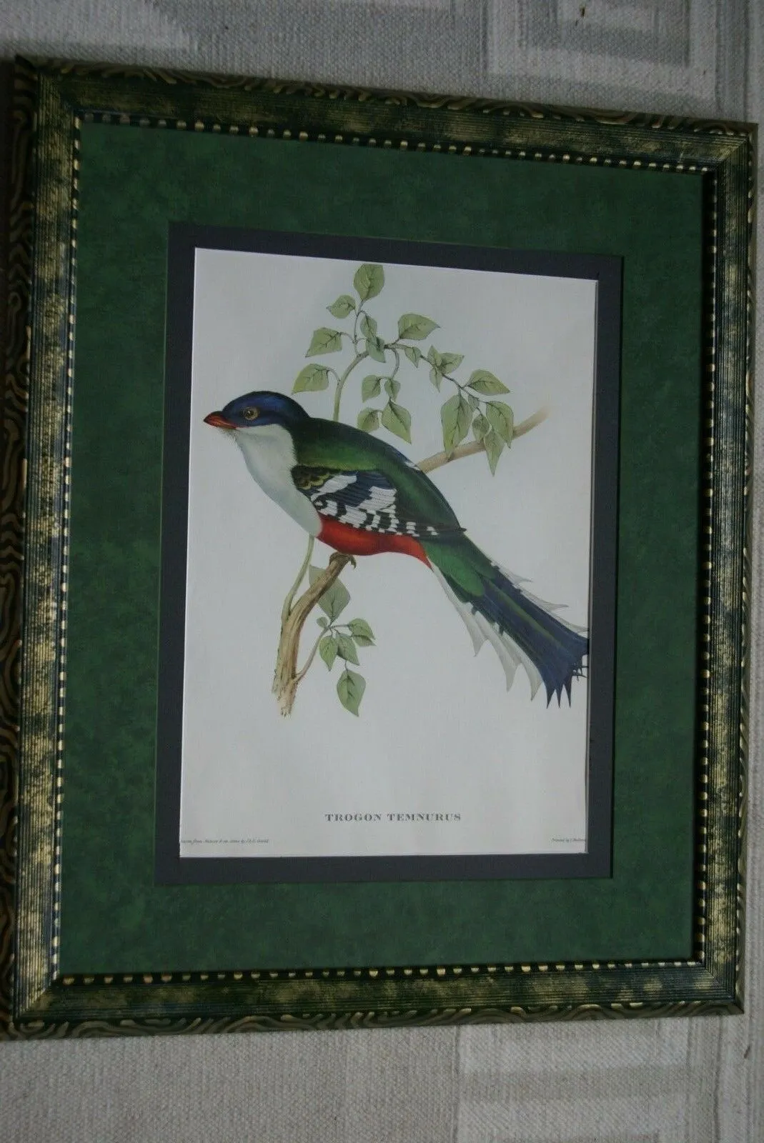 UNIQUE 23"X18.5" 1955 GOULD TROGON TEMNUTUS BIRD FOLIO LITHOGRAPH FRAMED IN SIGNED ARTIST HAND PAINTED FRAME WITH 2 MATS, 1 MAT ALSO HAND PAINTED TO ENHANCE THE ART DFPN83